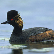 Eared Grebe